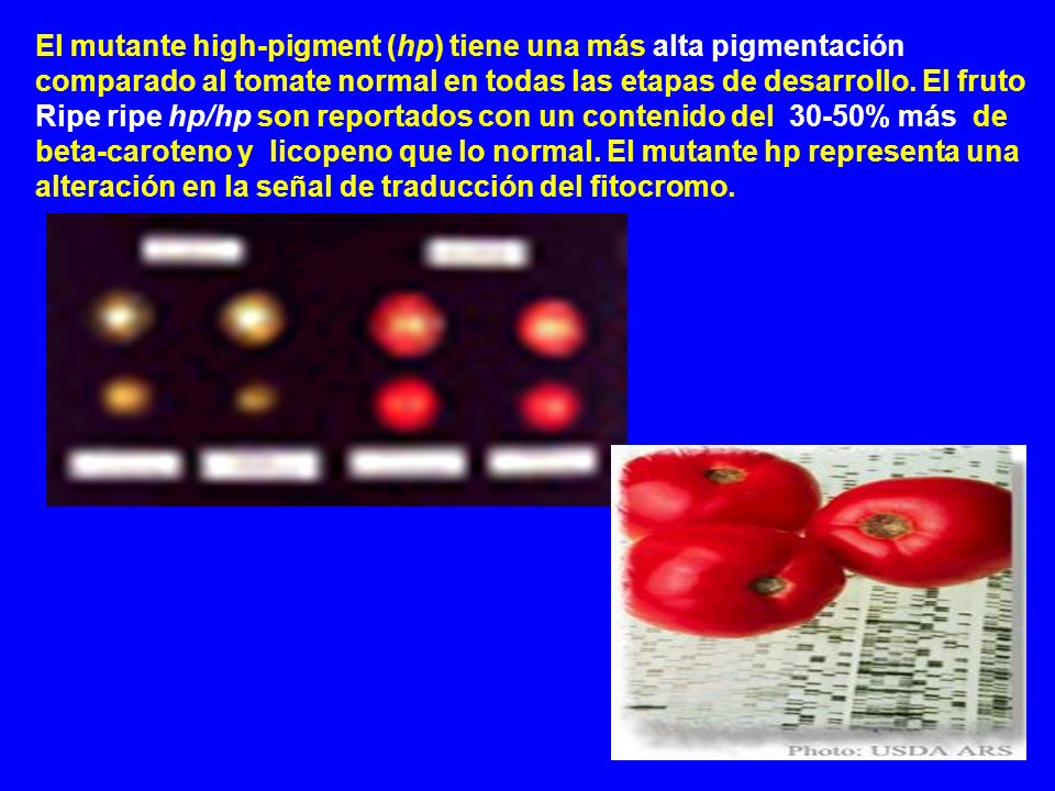 El mutante high-pigment (hp) tiene una más alta pigmentación comparado al tomate normal en todas las etapas de desarrollo.
