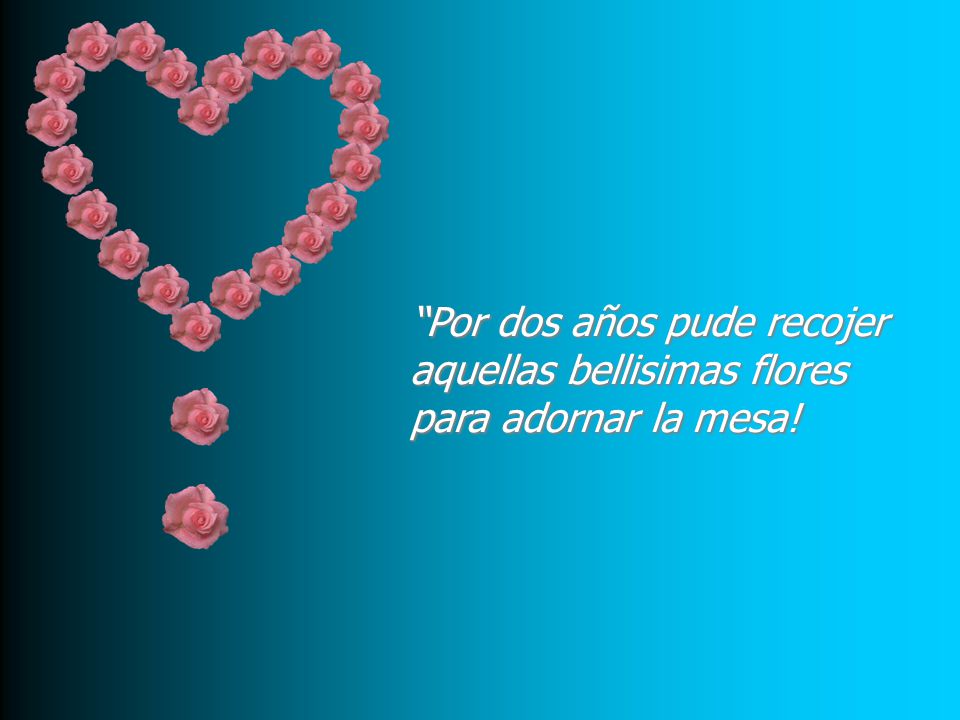 Por dos años pude recojer aquellas bellisimas flores para adornar la mesa!