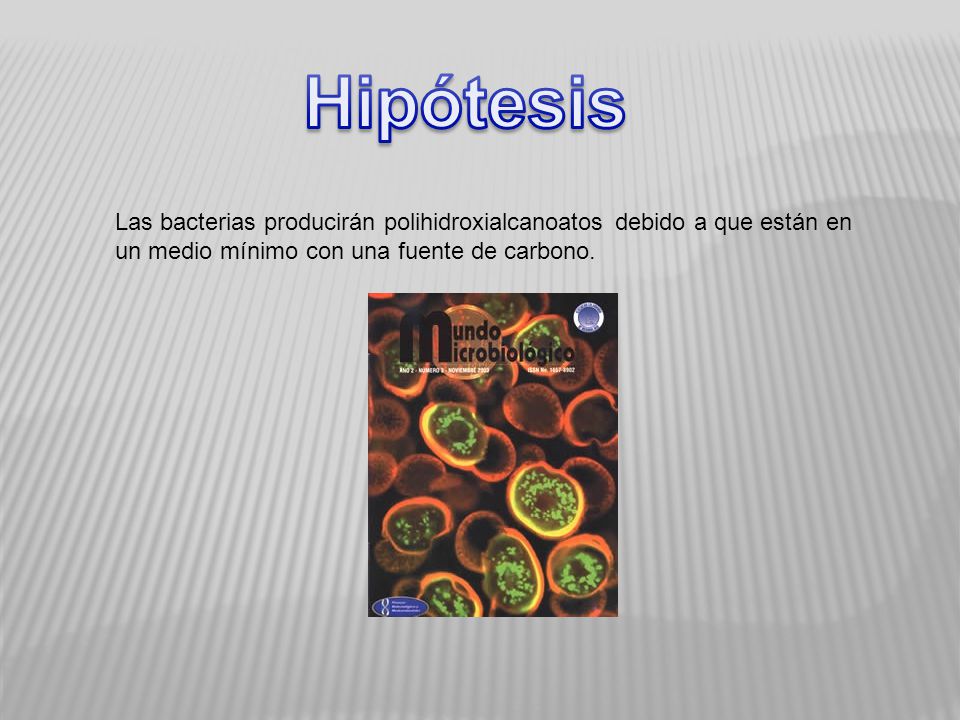 Hipótesis Las bacterias producirán polihidroxialcanoatos debido a que están en un medio mínimo con una fuente de carbono.
