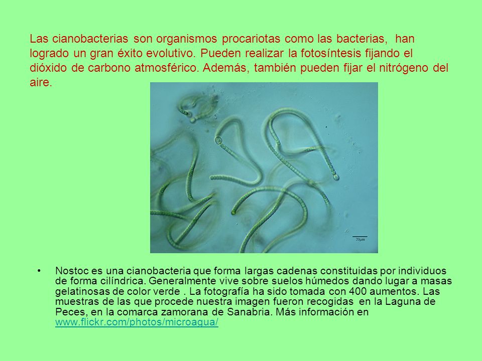 Las cianobacterias son organismos procariotas como las bacterias, han logrado un gran éxito evolutivo. Pueden realizar la fotosíntesis fijando el dióxido de carbono atmosférico. Además, también pueden fijar el nitrógeno del aire.