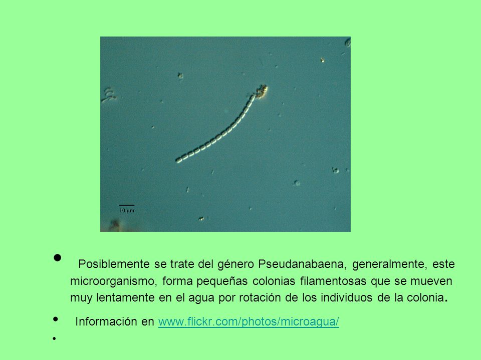 Posiblemente se trate del género Pseudanabaena, generalmente, este microorganismo, forma pequeñas colonias filamentosas que se mueven muy lentamente en el agua por rotación de los individuos de la colonia.