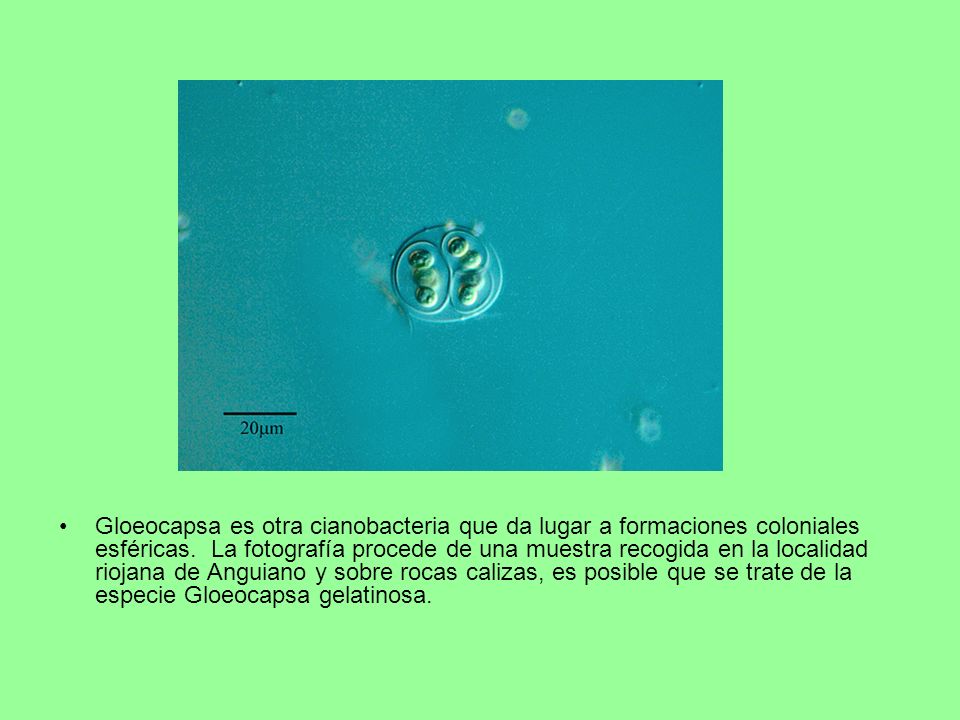 Gloeocapsa es otra cianobacteria que da lugar a formaciones coloniales esféricas.