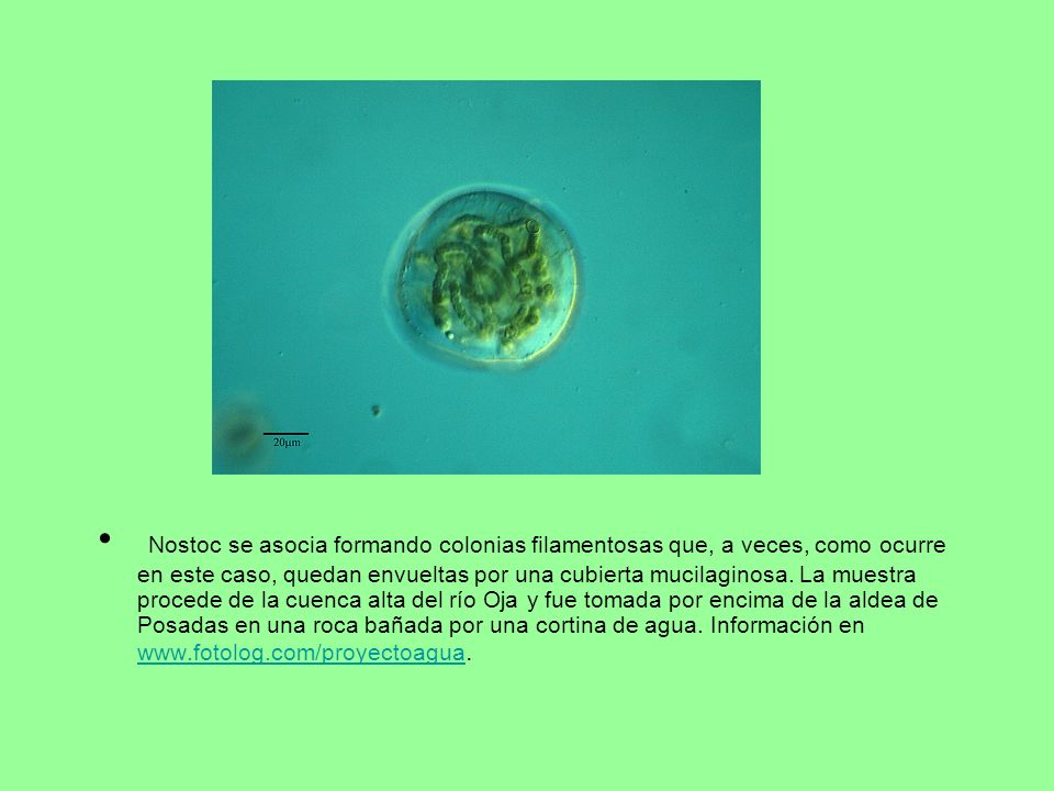 Nostoc se asocia formando colonias filamentosas que, a veces, como ocurre en este caso, quedan envueltas por una cubierta mucilaginosa. La muestra procede de la cuenca alta del río Oja y fue tomada por encima de la aldea de Posadas en una roca bañada por una cortina de agua. Información en