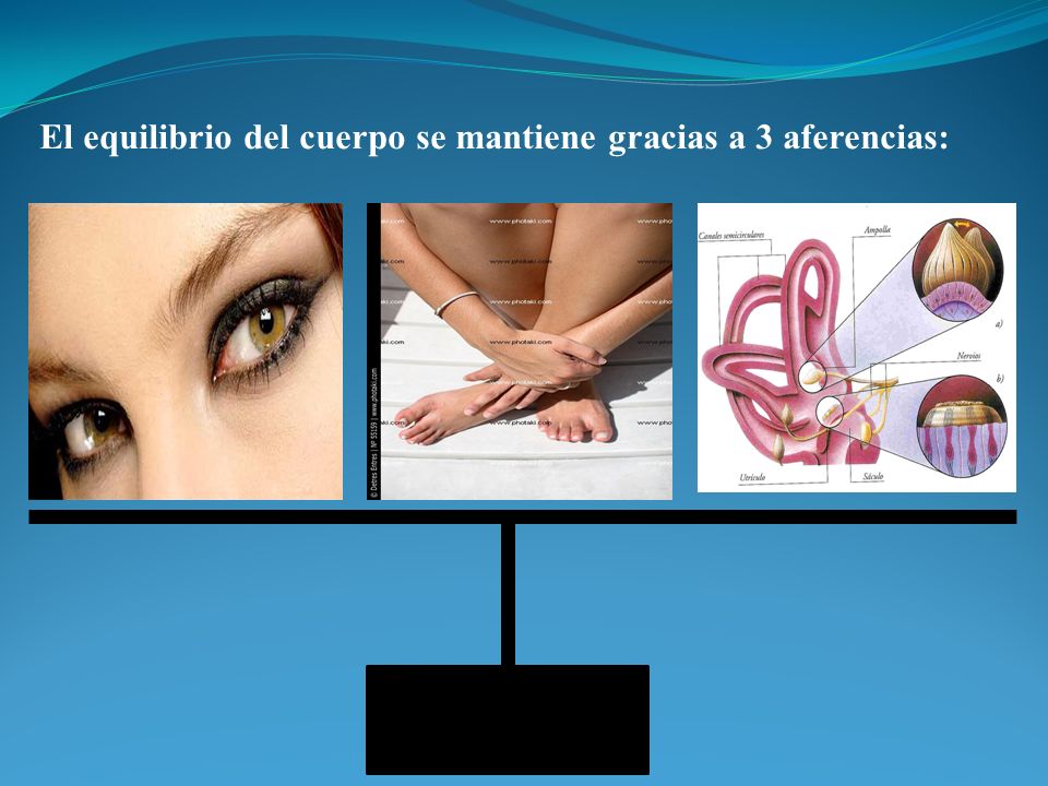 El equilibrio del cuerpo se mantiene gracias a 3 aferencias: