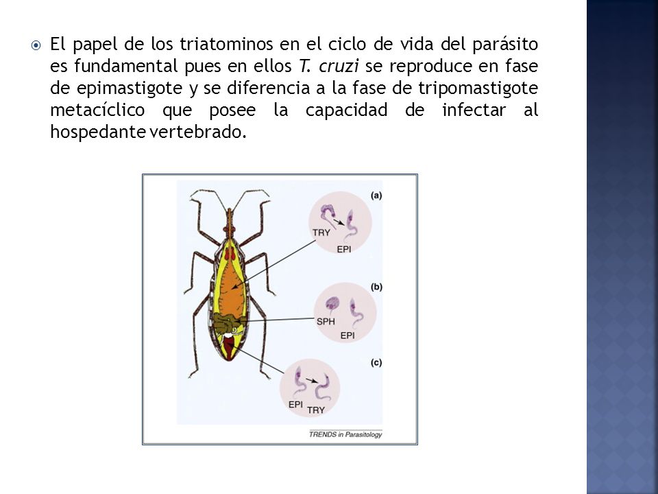 El papel de los triatominos en el ciclo de vida del parásito es fundamental pues en ellos T.