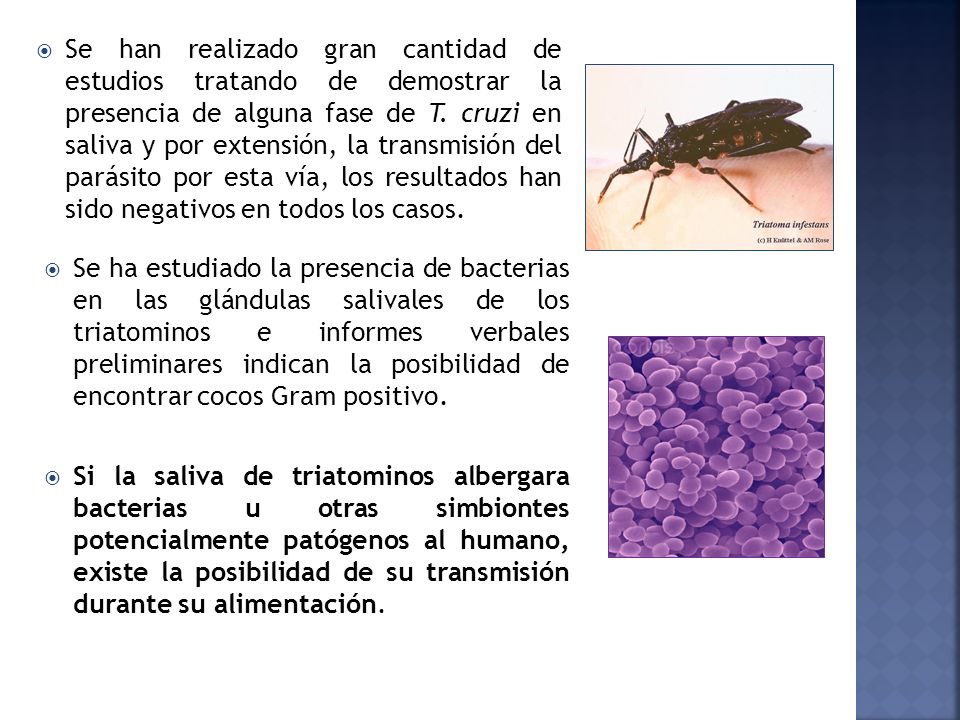 Se han realizado gran cantidad de estudios tratando de demostrar la presencia de alguna fase de T. cruzi en saliva y por extensión, la transmisión del parásito por esta vía, los resultados han sido negativos en todos los casos.