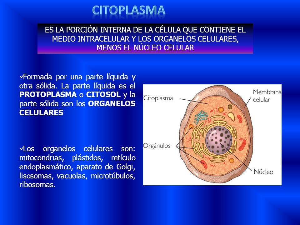 citoplasma ES LA PORCIÓN INTERNA DE LA CÉLULA QUE CONTIENE EL MEDIO INTRACELULAR Y LOS ORGANELOS CELULARES, MENOS EL NÚCLEO CELULAR.