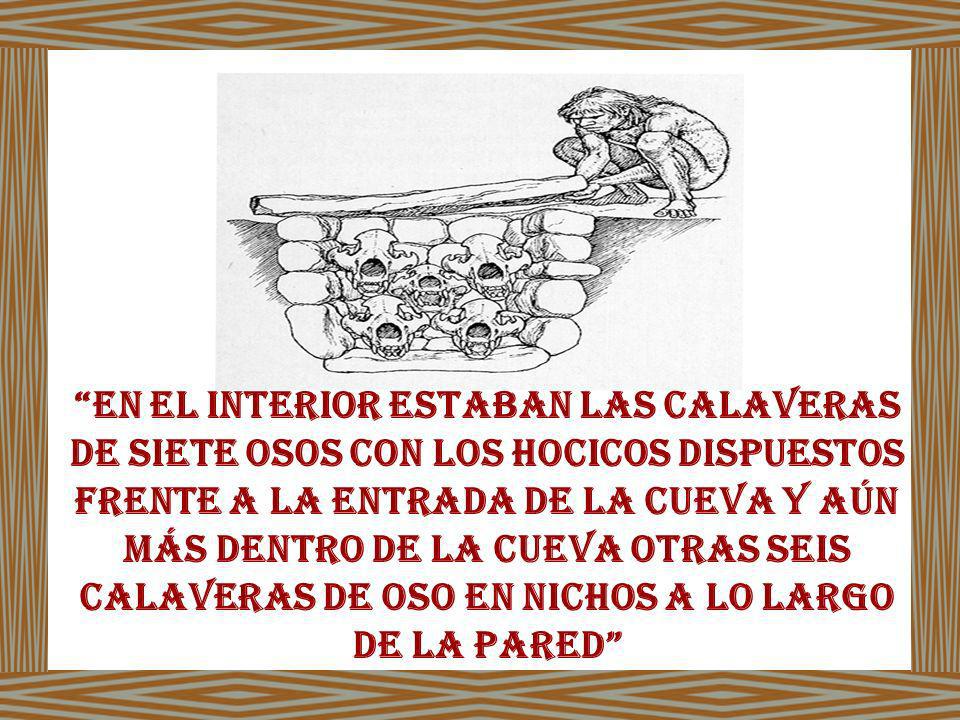 En el interior estaban las calaveras de siete osos con los hocicos dispuestos frente a la entrada de la cueva y aún más dentro de la cueva otras seis calaveras de oso en nichos a lo largo de la pared