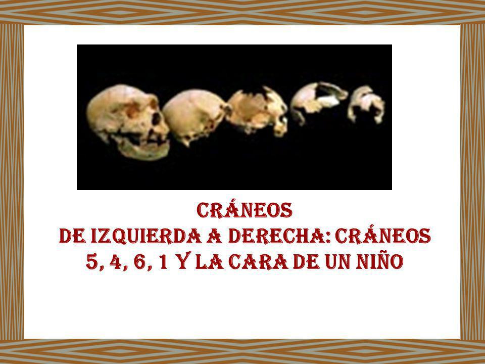De izquierda a derecha: Cráneos 5, 4, 6, 1 y la cara de un niño