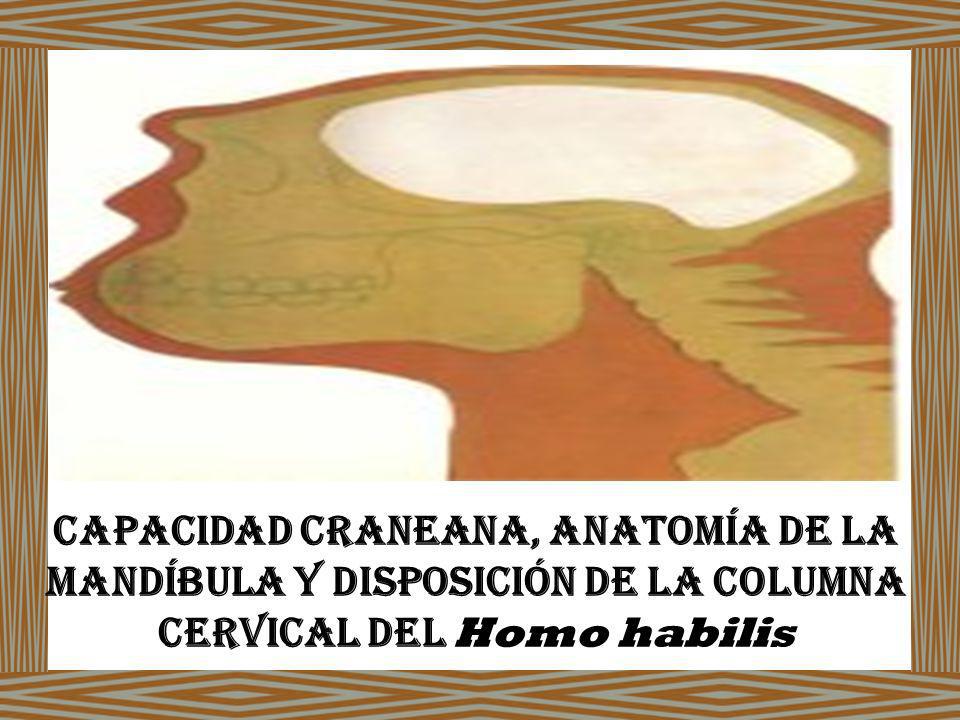 Capacidad Craneana, Anatomía de la Mandíbula y Disposición de la Columna Cervical del Homo habilis