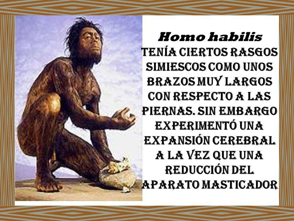 Homo habilis tenía ciertos rasgos simiescos como unos brazos muy largos con respecto a las piernas.