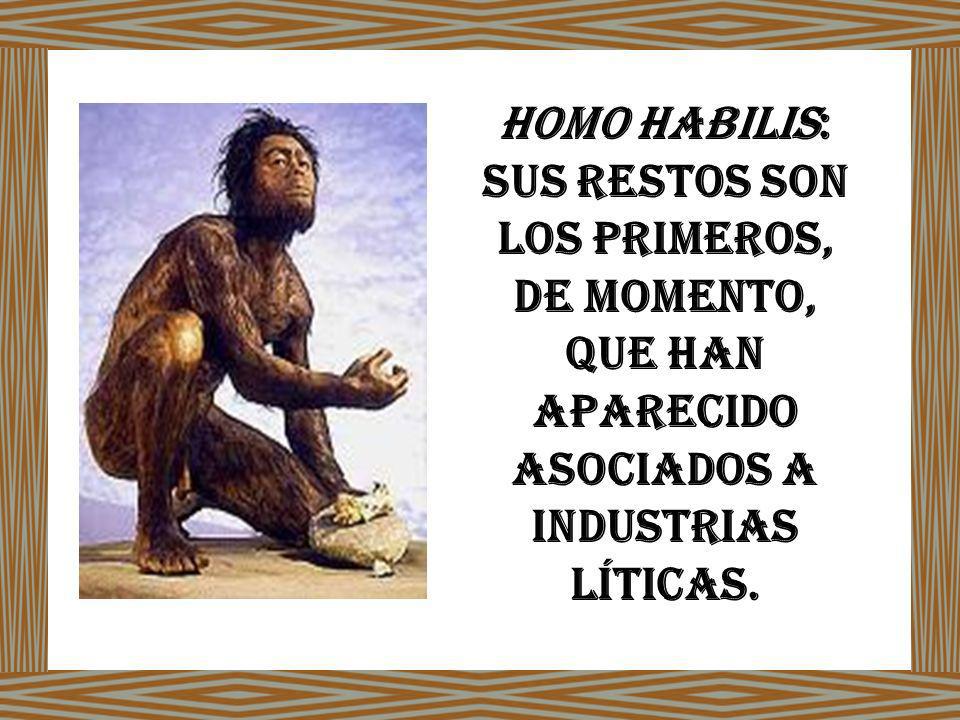 Homo Habilis: sus restos son los primeros, de momento, que han aparecido asociados a industrias líticas.