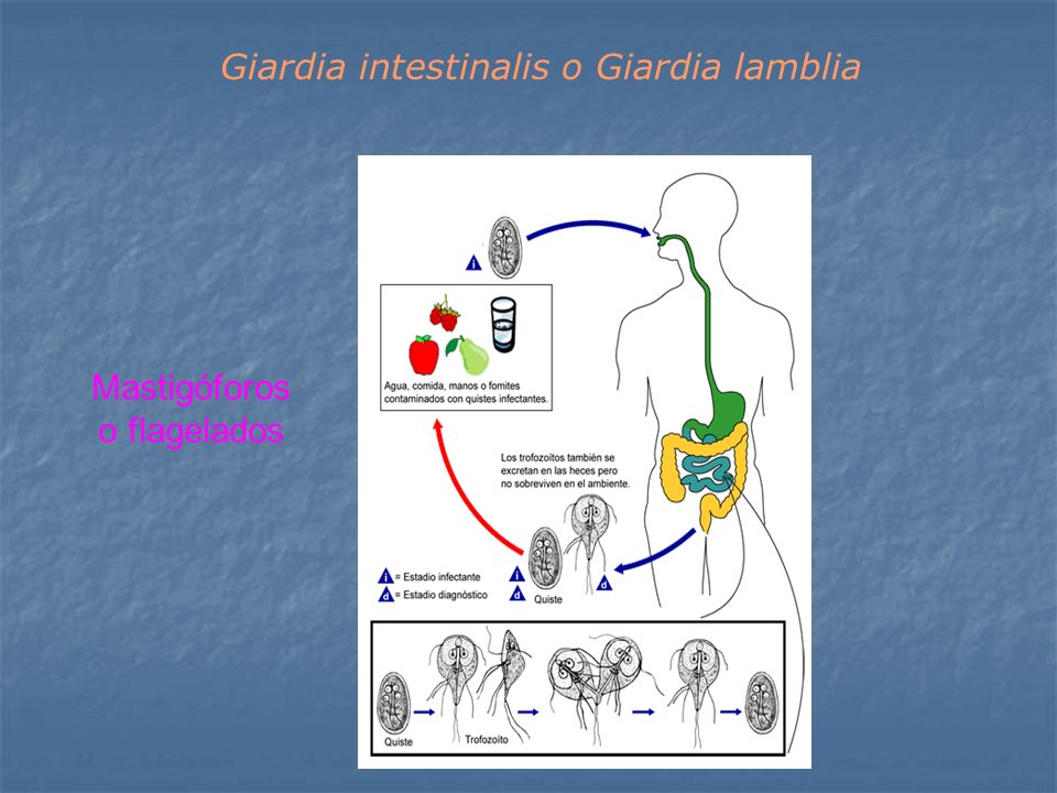 Giardia intestinalis o Giardia lamblia
