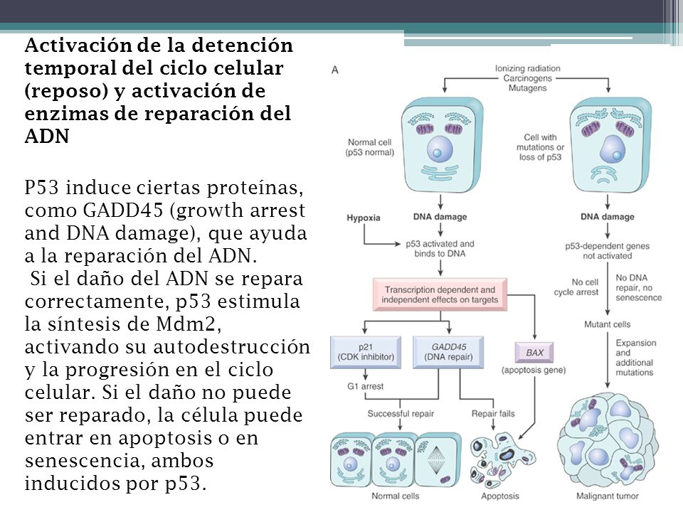 Activación de la detención temporal del ciclo celular (reposo) y activación de enzimas de reparación del ADN