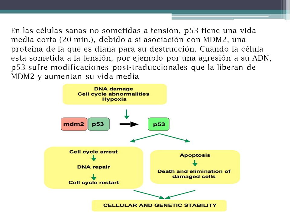 En las células sanas no sometidas a tensión, p53 tiene una vida media corta (20 min.), debido a si asociación con MDM2, una proteína de la que es diana para su destrucción.