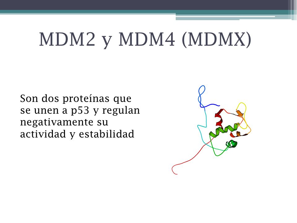 MDM2 y MDM4 (MDMX) Son dos proteínas que se unen a p53 y regulan negativamente su actividad y estabilidad.