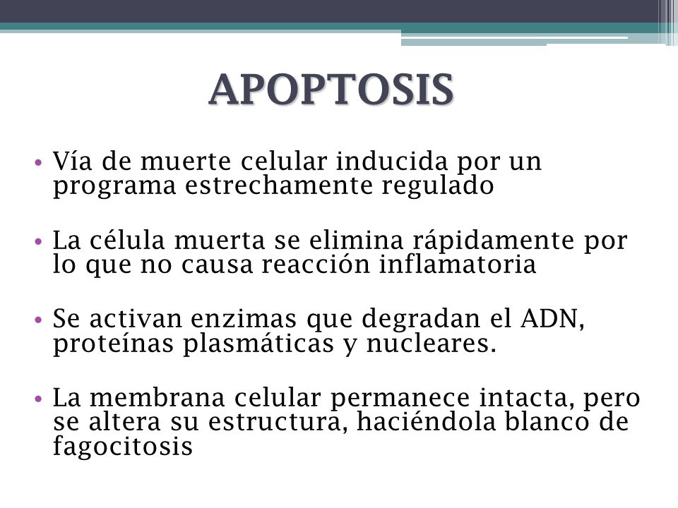 APOPTOSIS Vía de muerte celular inducida por un programa estrechamente regulado.