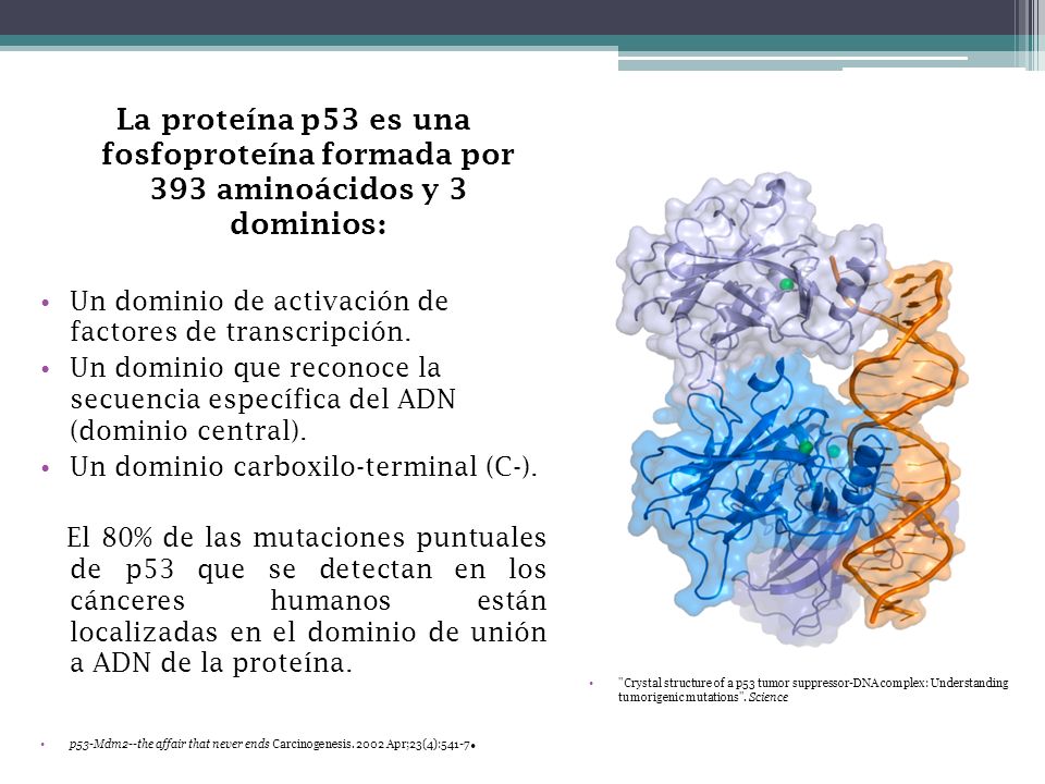 La proteína p53 es una fosfoproteína formada por 393 aminoácidos y 3 dominios: