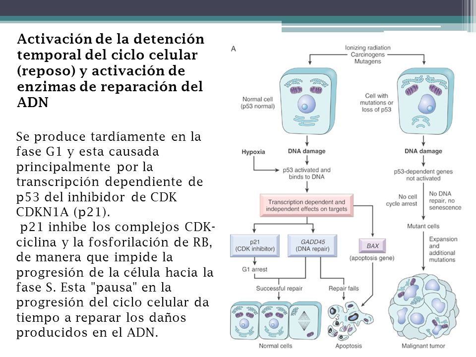 Activación de la detención temporal del ciclo celular (reposo) y activación de enzimas de reparación del ADN