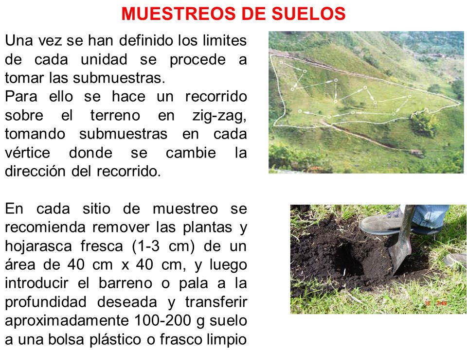 MUESTREOS DE SUELOS Una vez se han definido los limites de cada unidad se procede a tomar las submuestras.