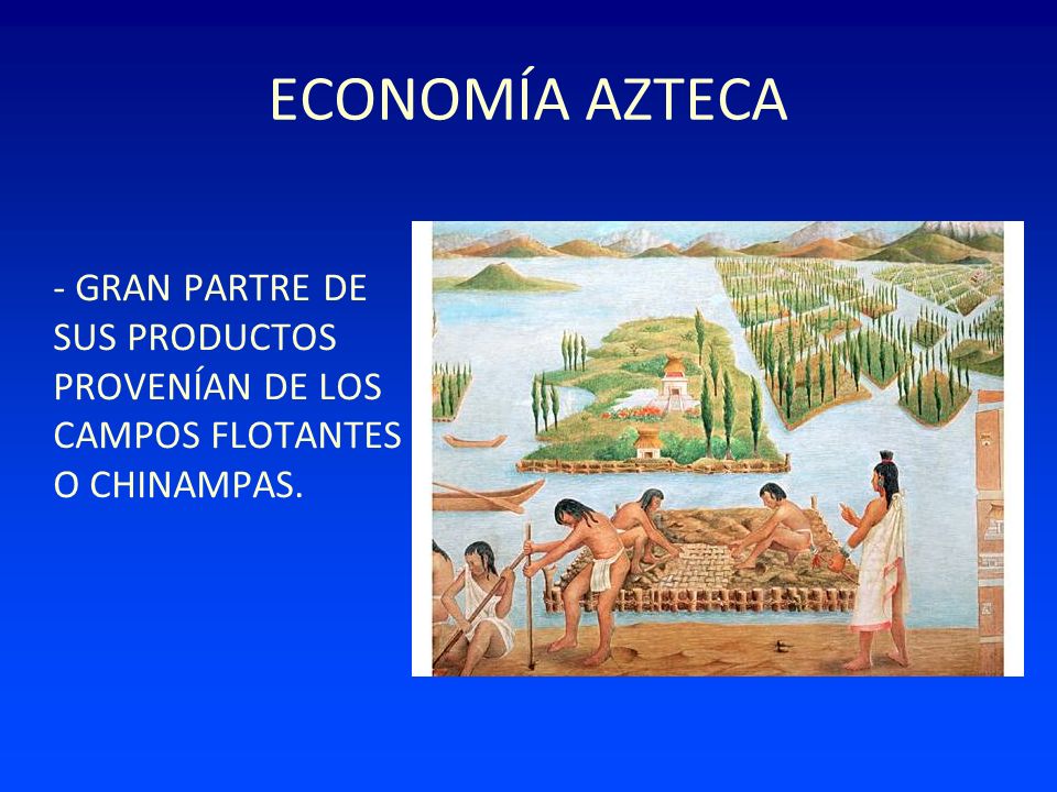 ECONOMÍA AZTECA - GRAN PARTRE DE SUS PRODUCTOS PROVENÍAN DE LOS CAMPOS FLOTANTES O CHINAMPAS.