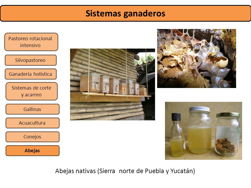 Sistemas ganaderos Abejas nativas (Sierra norte de Puebla y Yucatán)