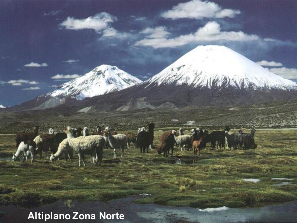 Altiplano Zona Norte