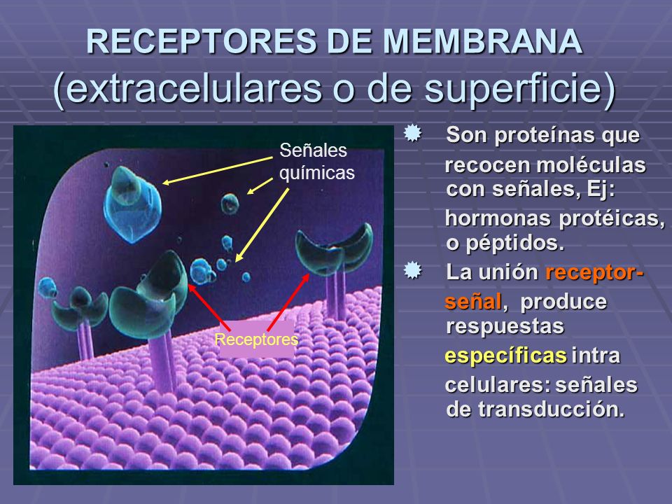 RECEPTORES DE MEMBRANA (extracelulares o de superficie)