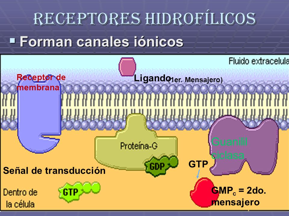Receptores hidrofílicos