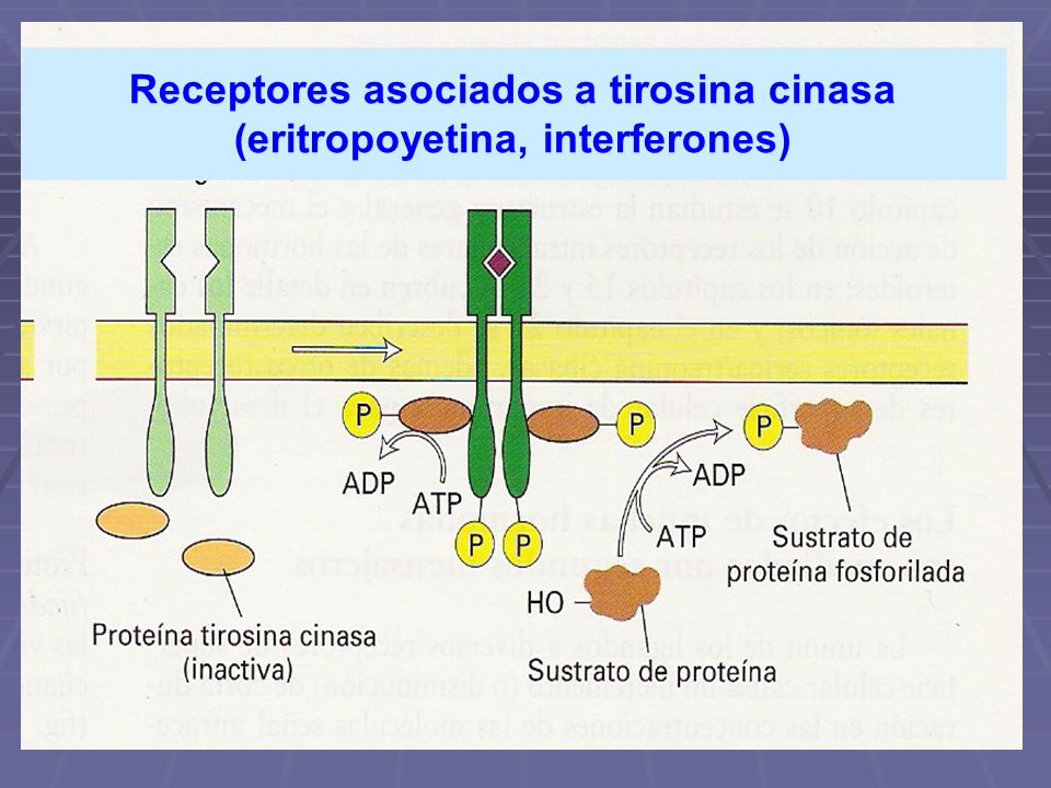 Receptores asociados a tirosina cinasa (eritropoyetina, interferones)