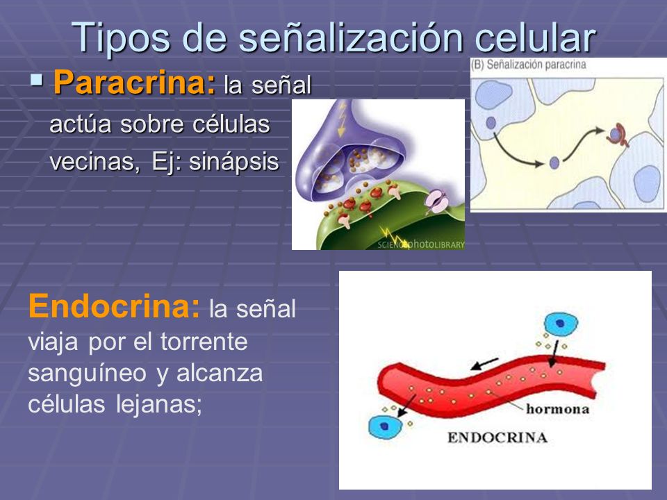 Tipos de señalización celular