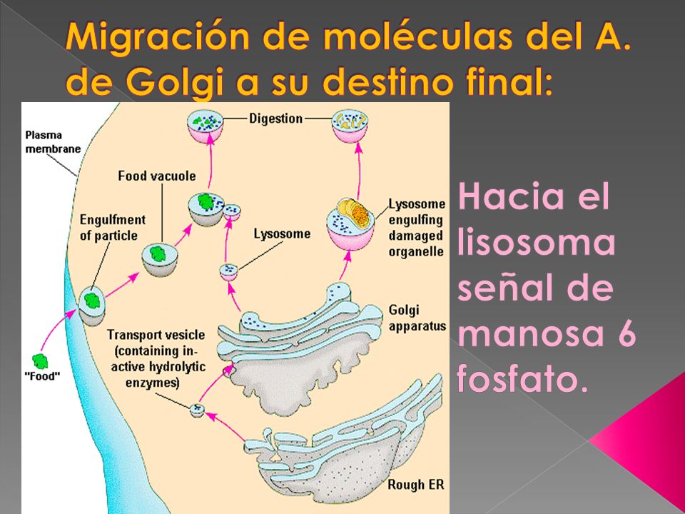 Migración de moléculas del A. de Golgi a su destino final:
