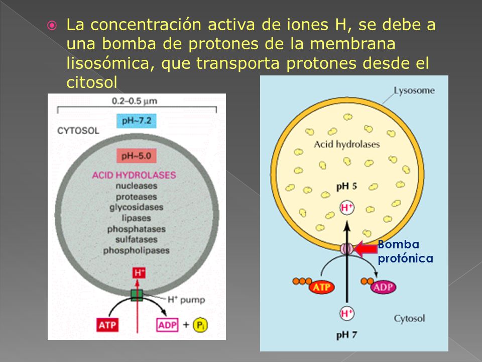 La concentración activa de iones H, se debe a una bomba de protones de la membrana lisosómica, que transporta protones desde el citosol