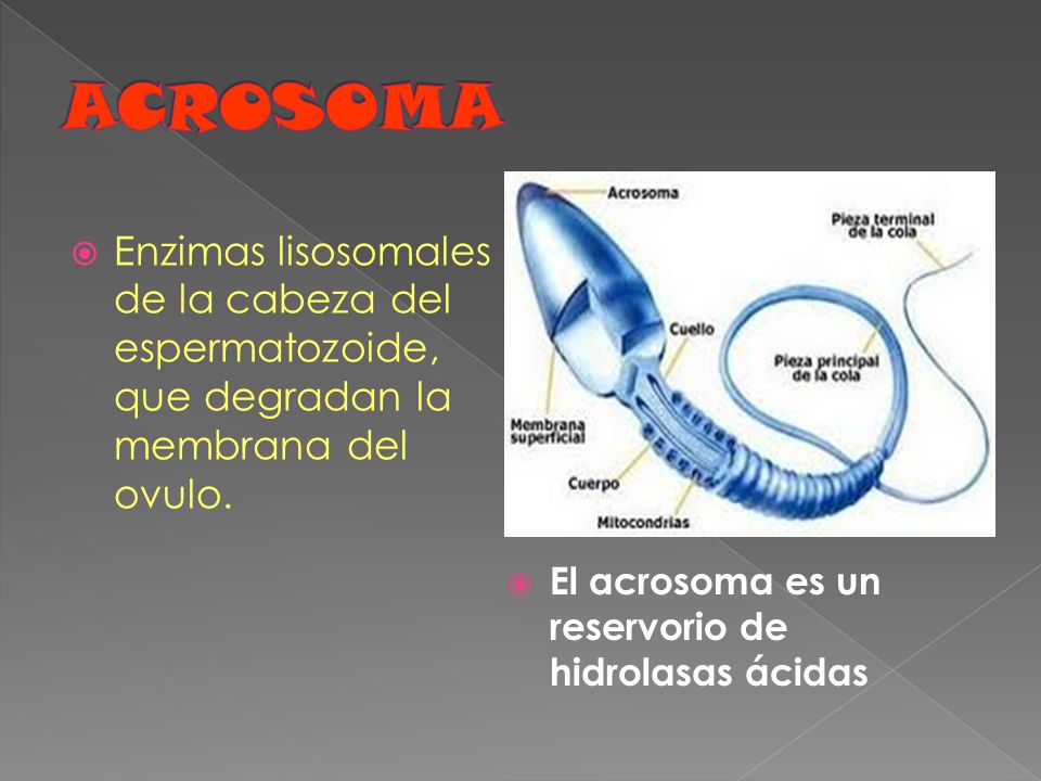 ACROSOMA El acrosoma es un reservorio de hidrolasas ácidas.