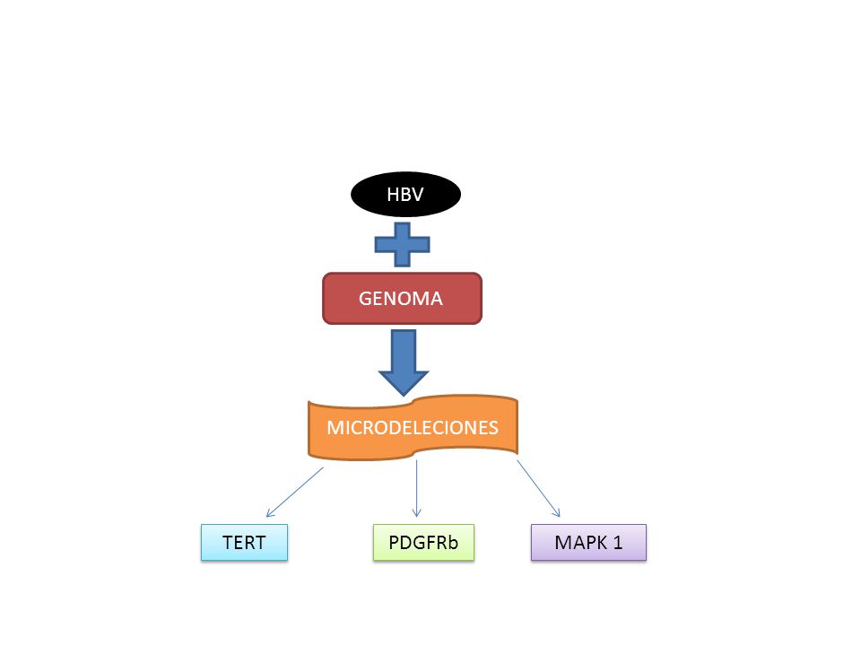HBV GENOMA MICRODELECIONES TERT PDGFRb MAPK 1