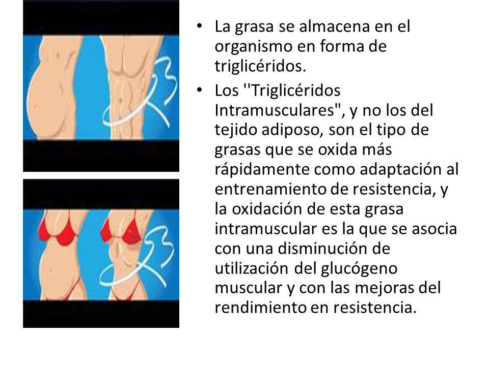 La grasa se almacena en el organismo en forma de triglicéridos.