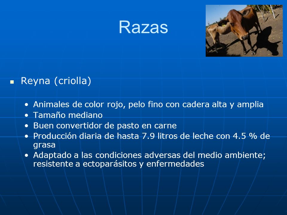 Razas Reyna (criolla) Animales de color rojo, pelo fino con cadera alta y amplia. Tamaño mediano.