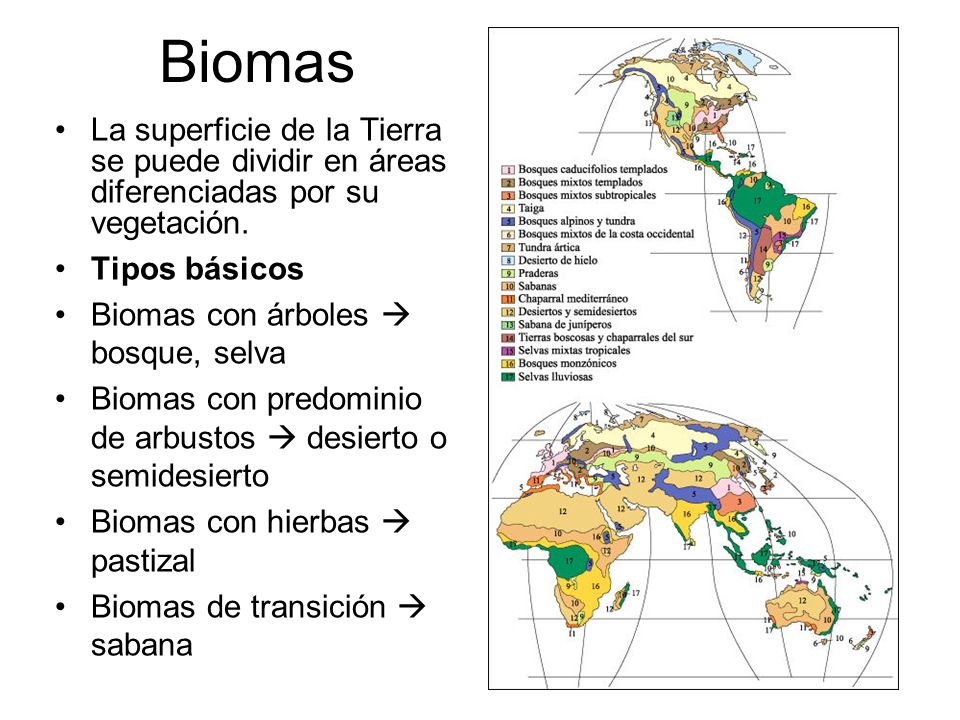 Biomas La superficie de la Tierra se puede dividir en áreas diferenciadas por su vegetación. Tipos básicos