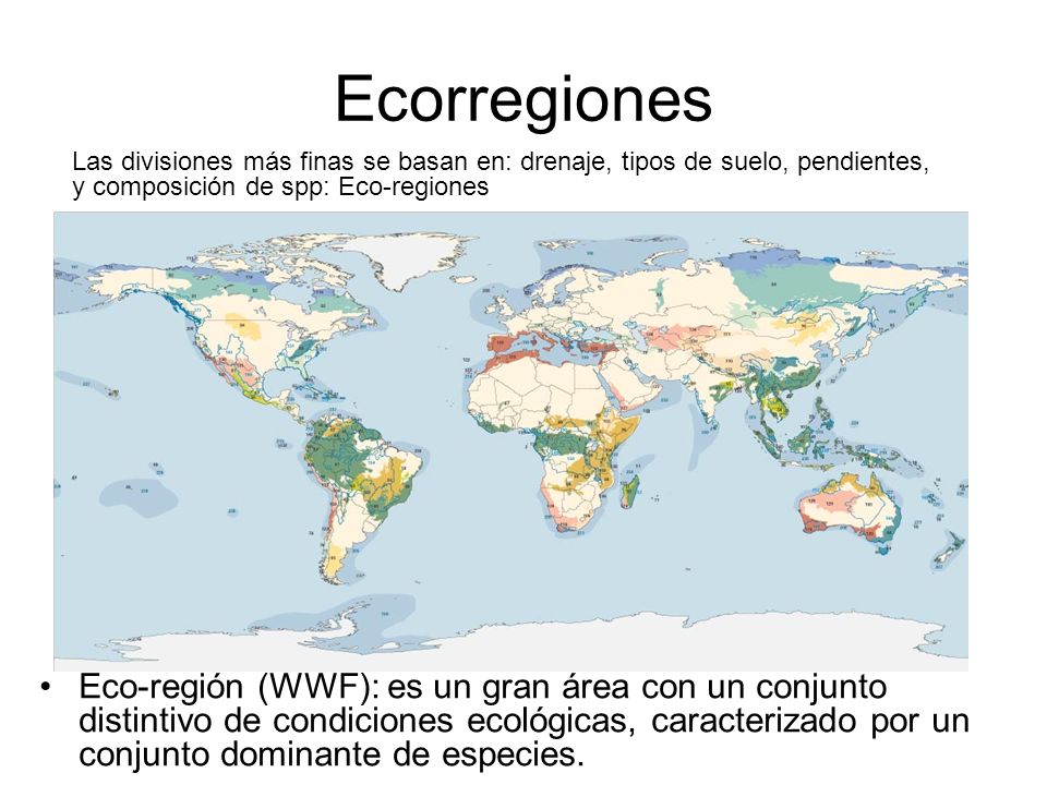 Ecorregiones Las divisiones más finas se basan en: drenaje, tipos de suelo, pendientes, y composición de spp: Eco-regiones.