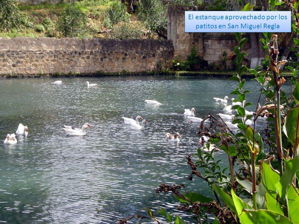 El estanque aprovechado por los patitos en San Miguel Regla