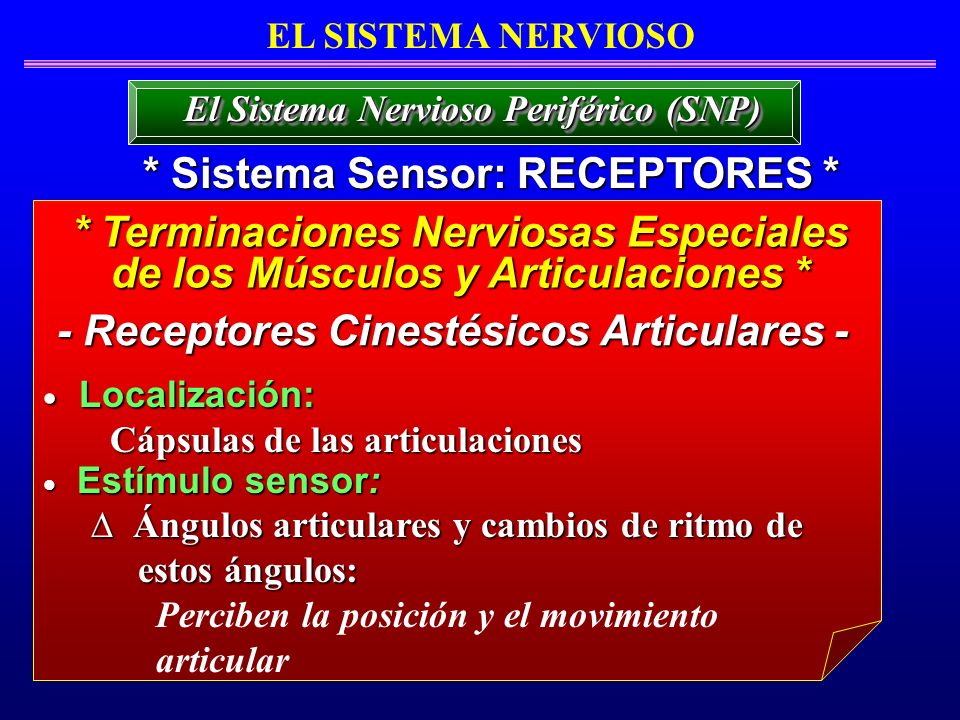 * Sistema Sensor: RECEPTORES * * Terminaciones Nerviosas Especiales
