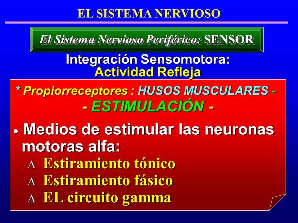 Medios de estimular las neuronas motoras alfa: Estiramiento tónico
