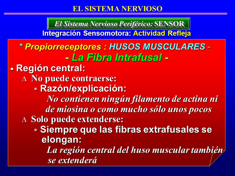 - La Fibra Intrafusal - Región central: No puede contraerse: