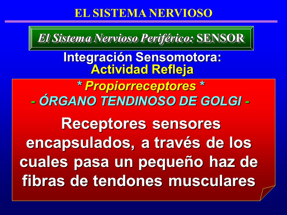 EL SISTEMA NERVIOSO El Sistema Nervioso Periférico: SENSOR. Integración Sensomotora: Actividad Refleja.