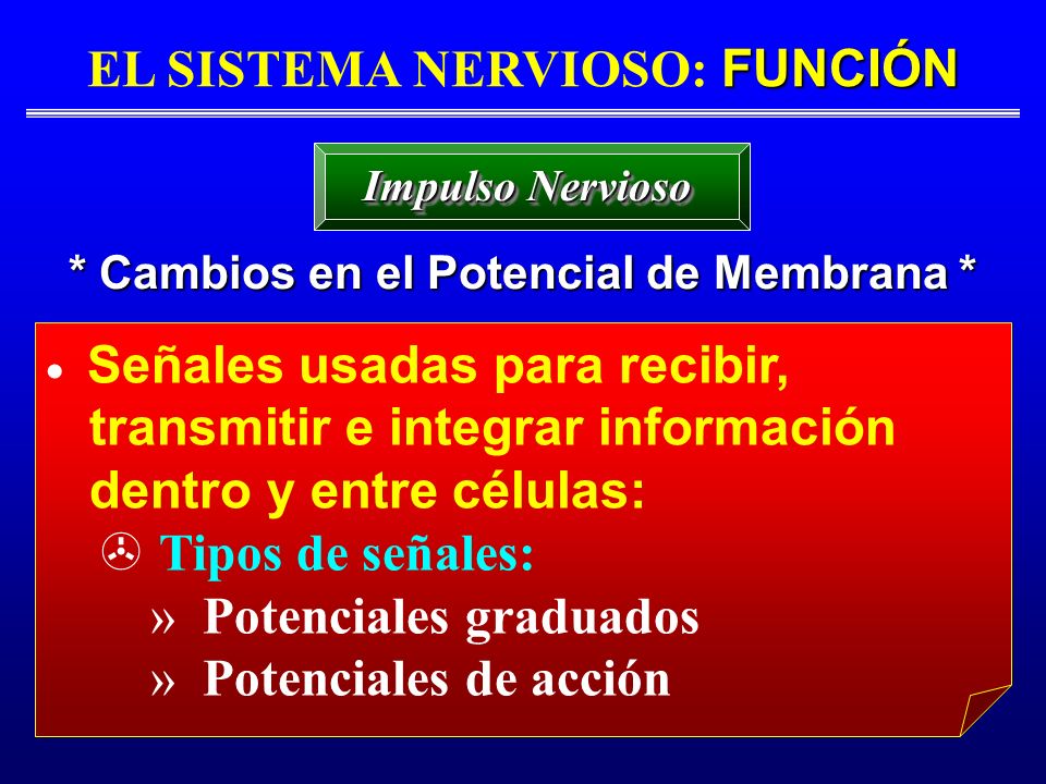 EL SISTEMA NERVIOSO: FUNCIÓN * Cambios en el Potencial de Membrana *