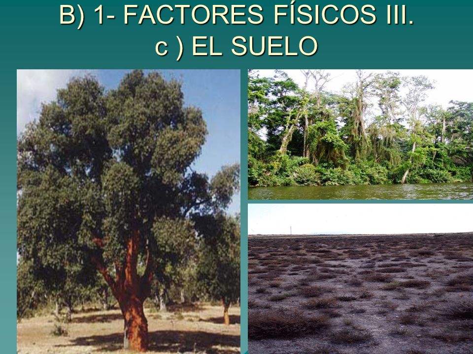 B) 1- FACTORES FÍSICOS III. c ) EL SUELO