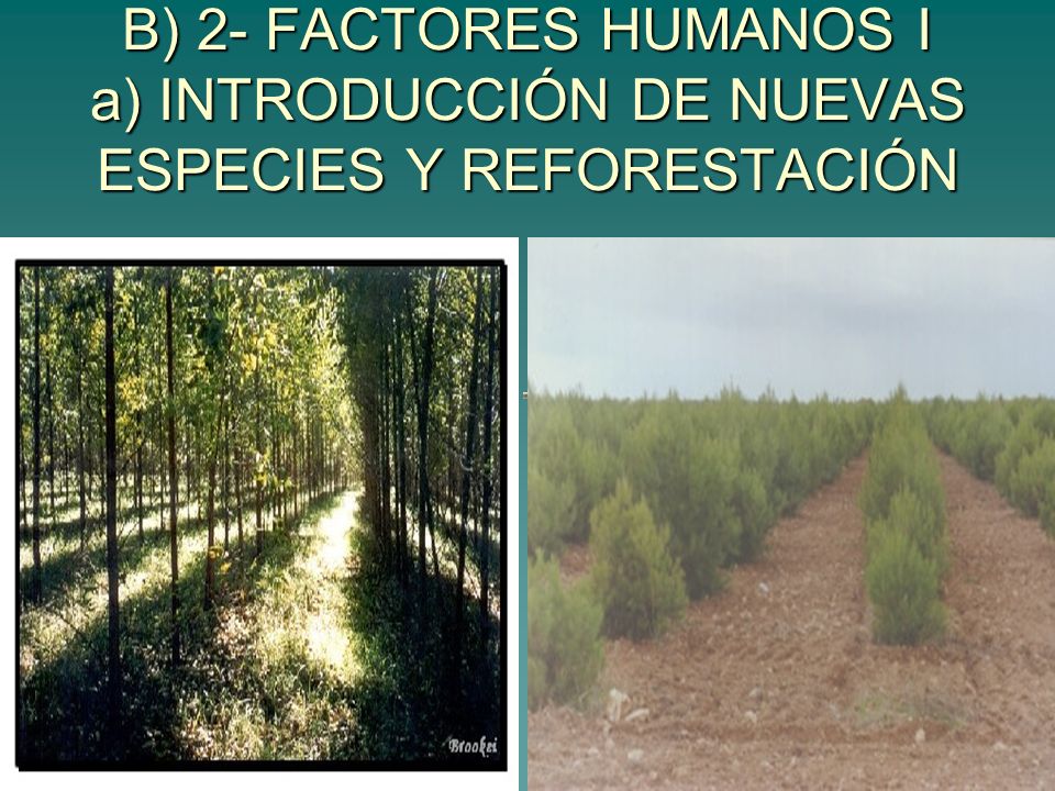 B) 2- FACTORES HUMANOS I a) INTRODUCCIÓN DE NUEVAS ESPECIES Y REFORESTACIÓN