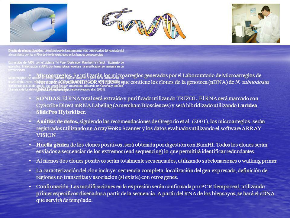 Diseño de oligonucleotidos: se seleccionarán los segmentos más conservados del resultado del alineamiento con los mRNA de interés registrados en los bancos de secuencias.