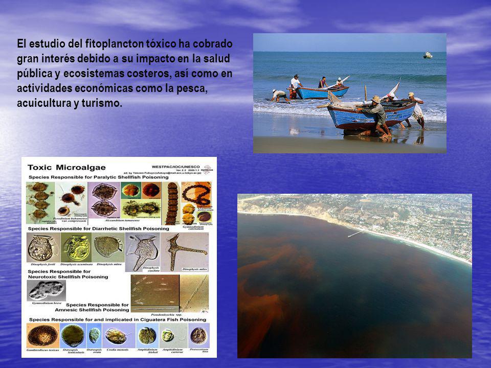 El estudio del fitoplancton tóxico ha cobrado gran interés debido a su impacto en la salud pública y ecosistemas costeros, así como en actividades económicas como la pesca, acuicultura y turismo.