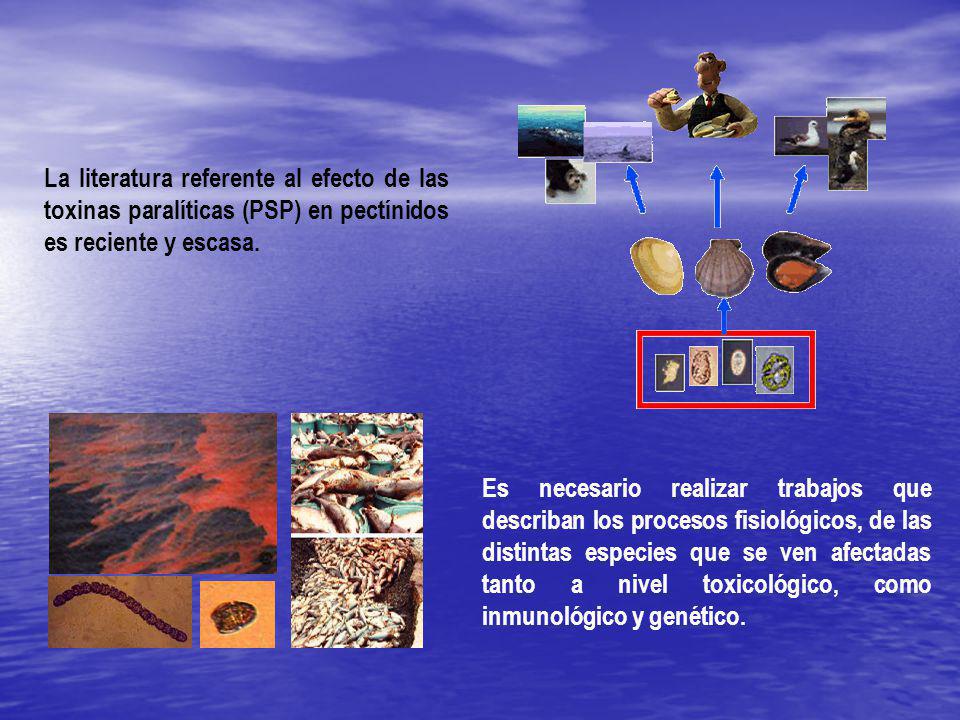 La literatura referente al efecto de las toxinas paralíticas (PSP) en pectínidos es reciente y escasa.
